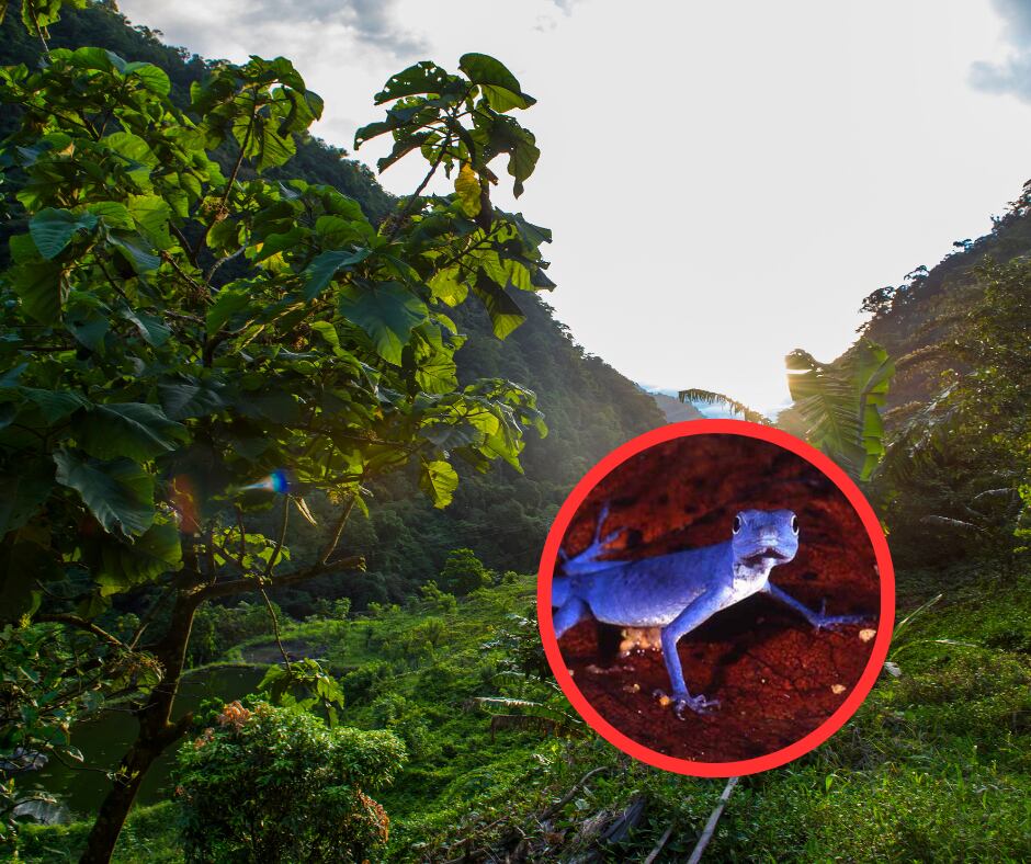 Selva colombiana y lagarto azul de gorgona (Getty Images)