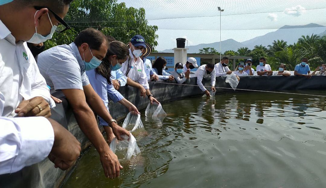 Producción de tilapia roja. 