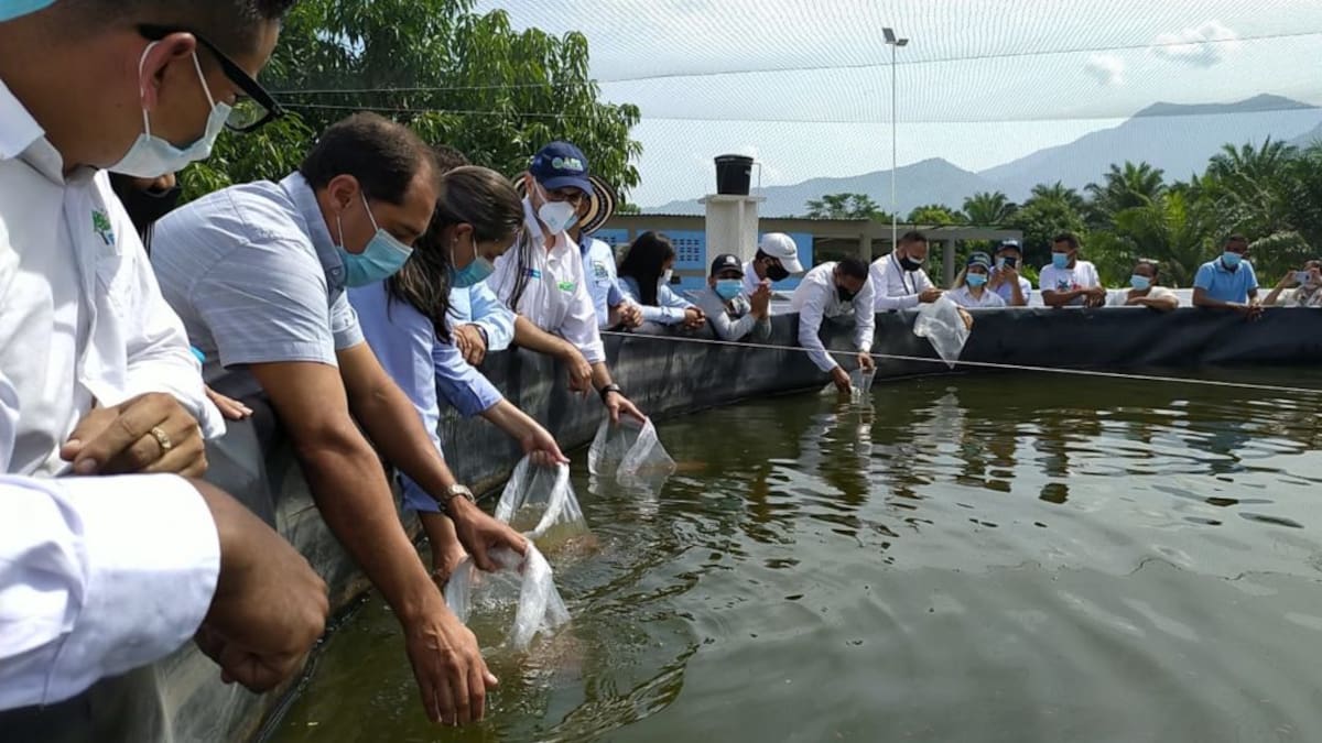 ADR fortalece línea piscícola en Magdalena con producción de tilapia roja