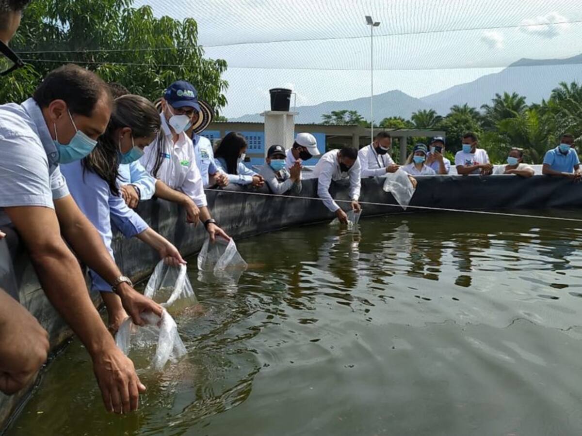 ADR fortalece línea piscícola en Magdalena con producción de tilapia roja