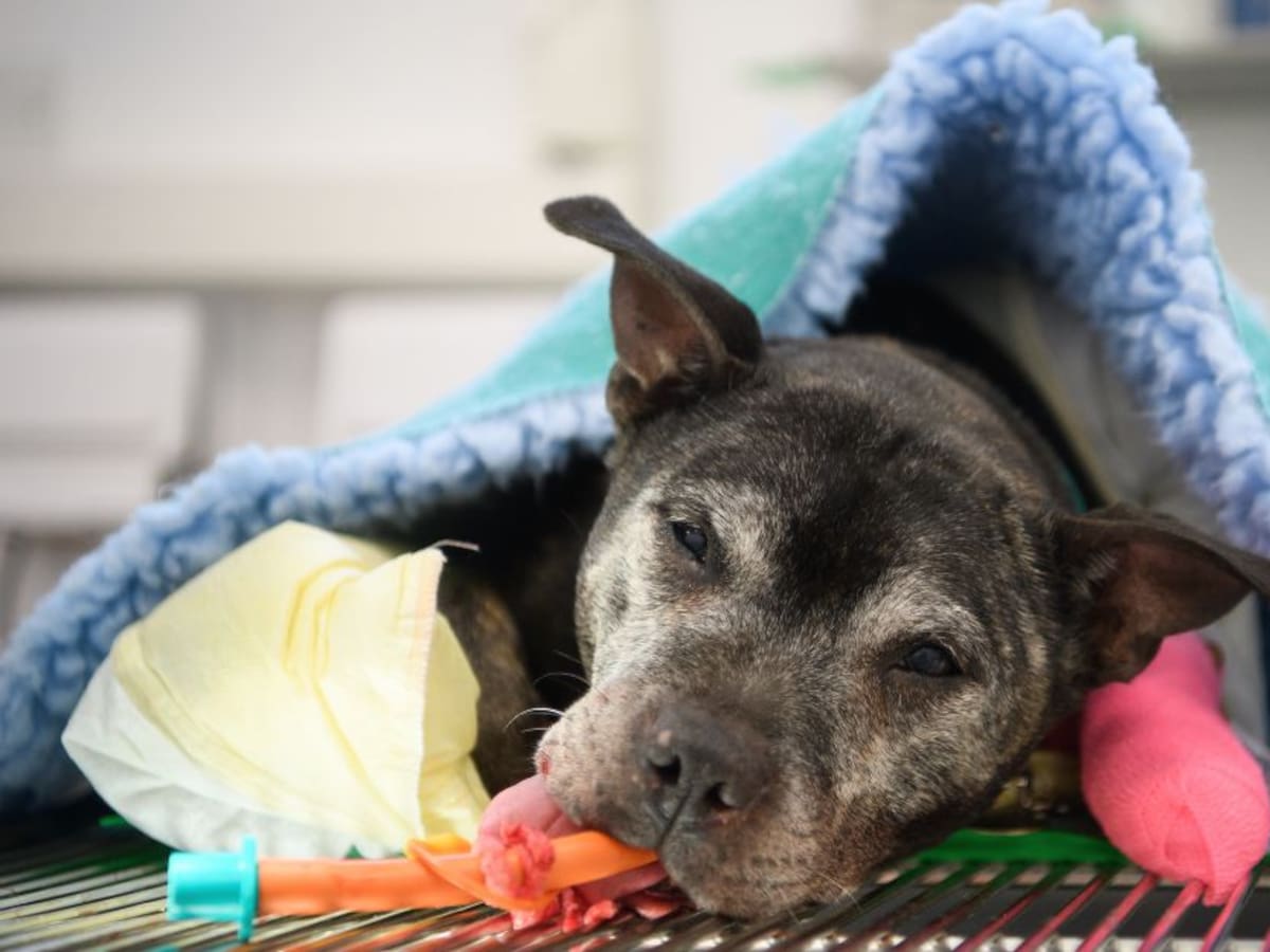 ¿Está buscando adoptar una mascota en Bogotá? conozca dónde hacerlo