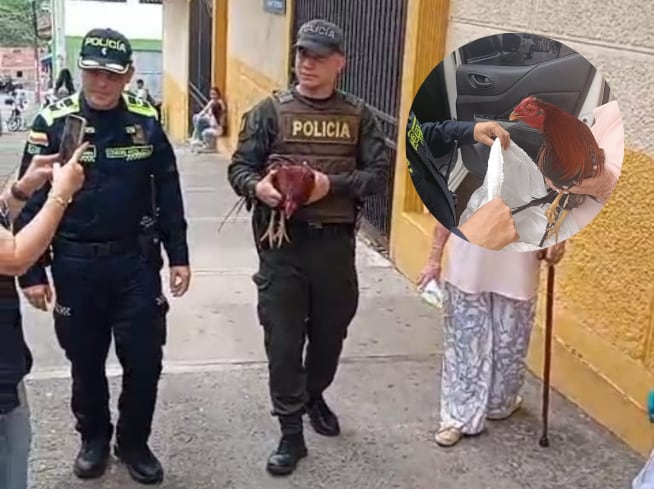 El gallo Claudio fue recuperado y devuelto a un colegio de Andes- Foto cortesía.