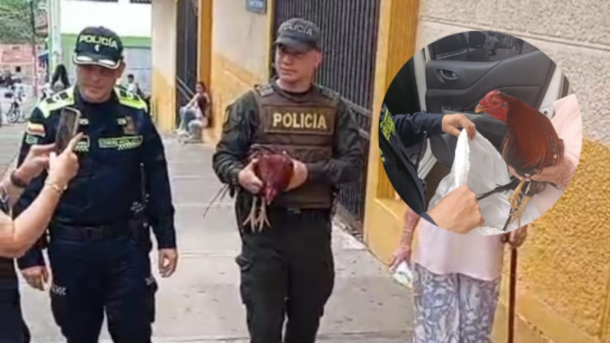 En Andes, la recuperación de un gallo perdido fue motivo de fiesta en un colegio