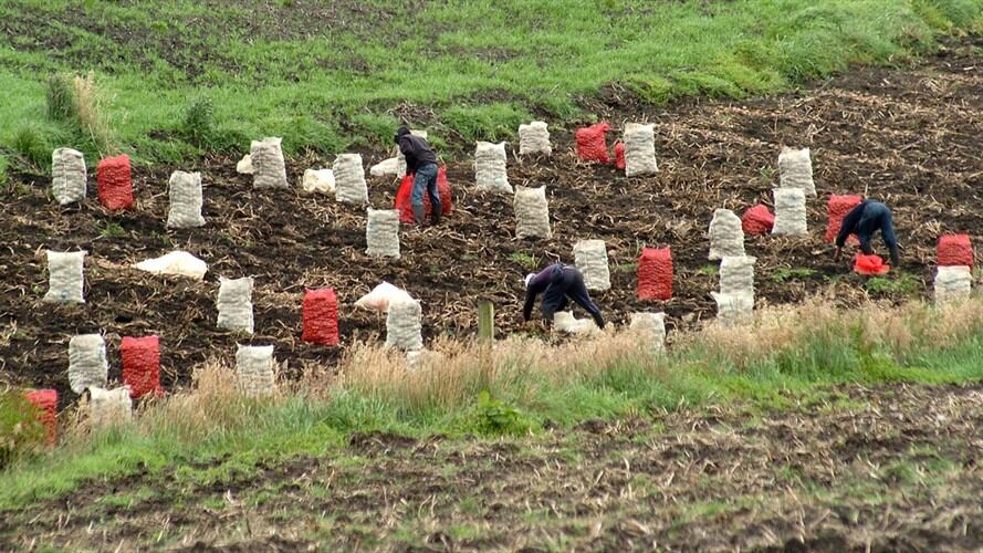 Cultivos de Papa. Foto: Colprensa
