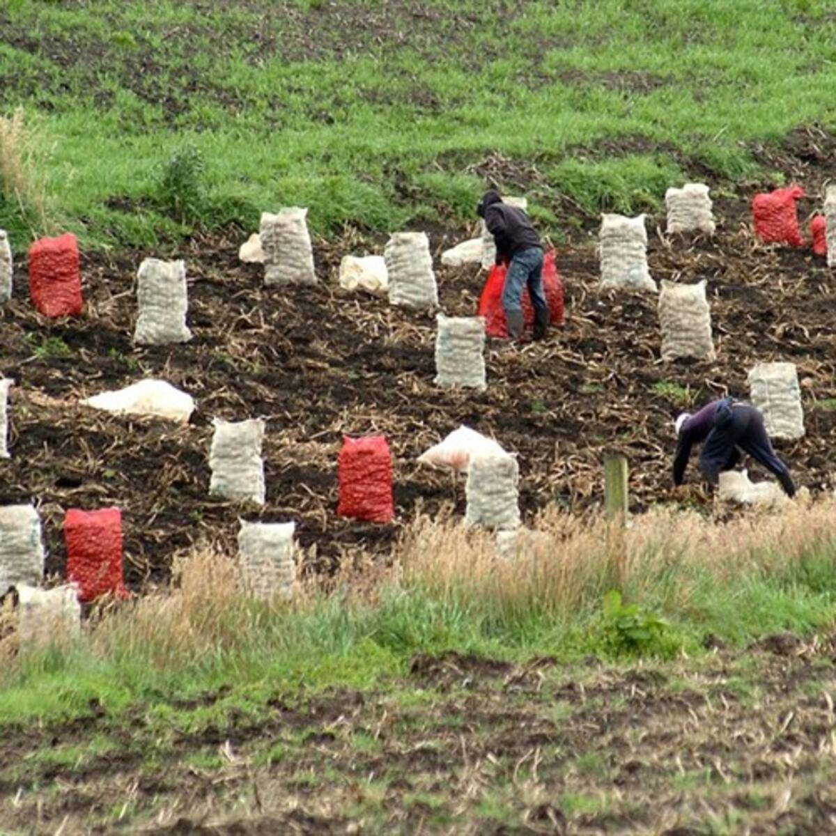Piden a Corpoboyacá investigar contaminación por siembra de papa en Gachantivá