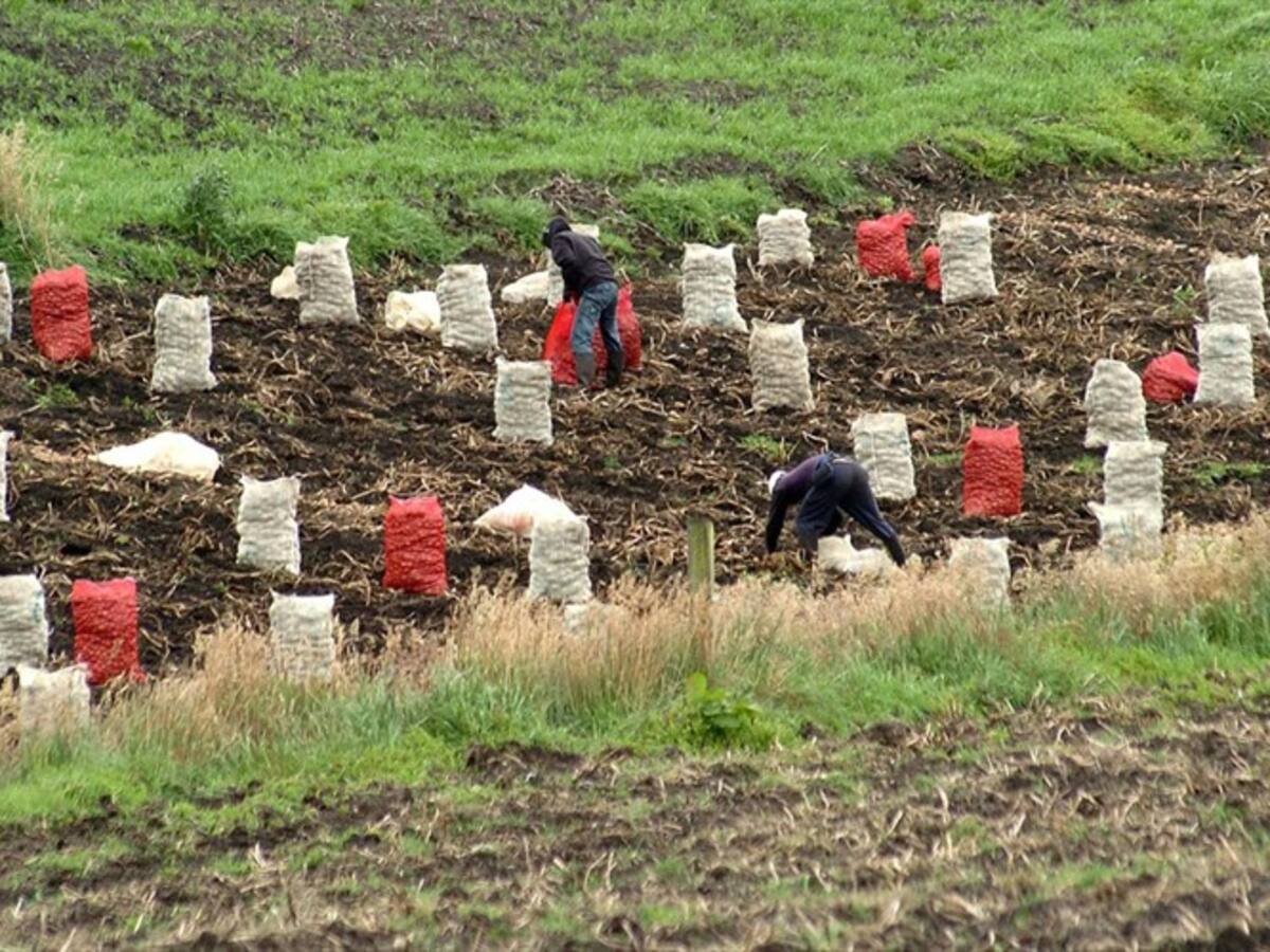 Piden a Corpoboyacá investigar contaminación por siembra de papa en Gachantivá