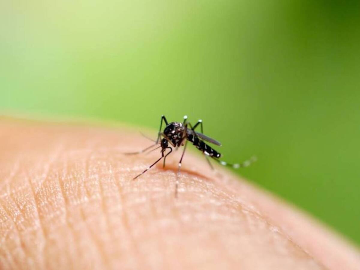 Incremento de mosquitos podría disparar ocurrencia de dengue en Santa Marta