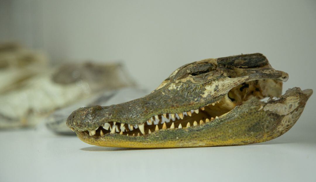 Colección Zoológica 