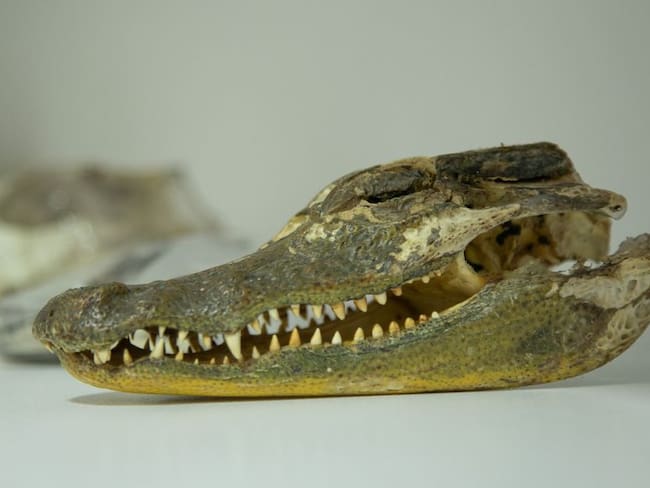 Colección Zoológica