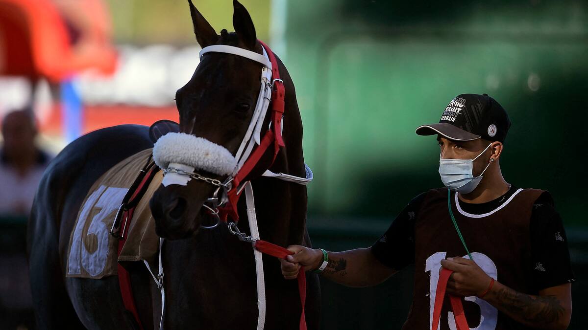 Uruguay registra el primer caso de encefalomielitis equina en humanos