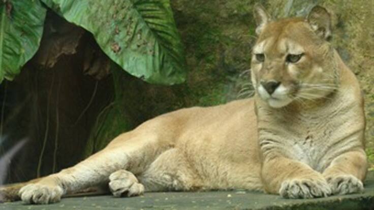 El puma, el oso de anteojos, la danta y otras especies del Quindío, son cuidadas por la CRQ