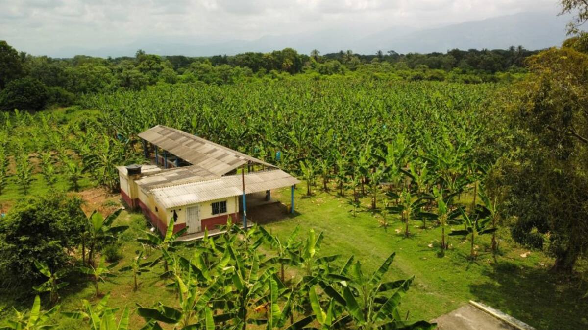 Programa agropecuario autosostenible impulsa la productividad del banano
