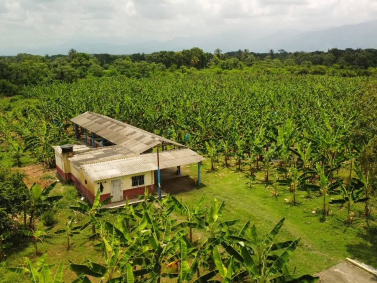 Programa agropecuario autosostenible impulsa la productividad del banano