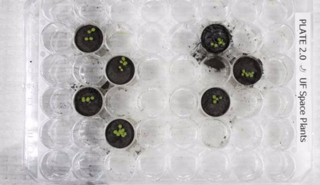 ¡Increíble! Logran cultivar plantas en suelo traído de la Luna