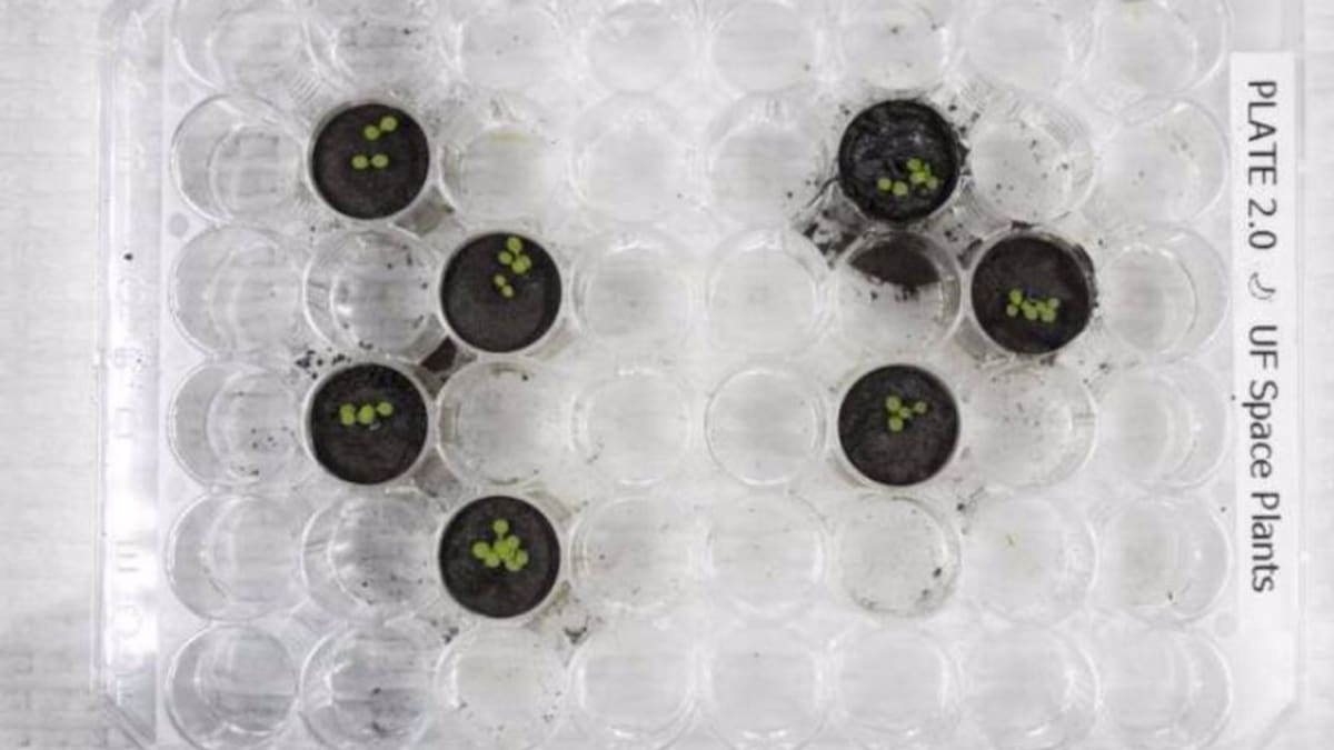 ¡Increíble! Logran cultivar plantas en suelo traído de la Luna