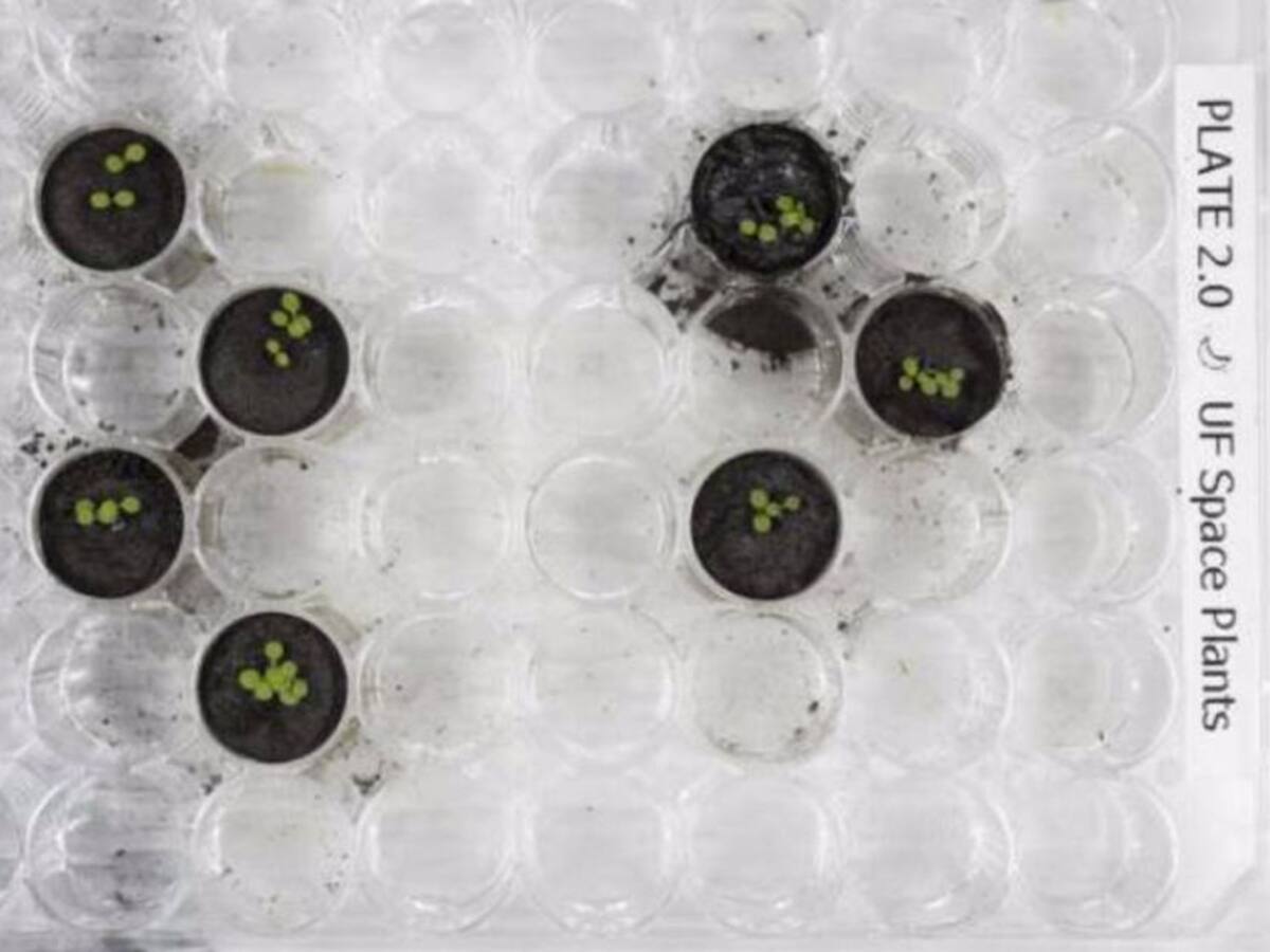 ¡Increíble! Logran cultivar plantas en suelo traído de la Luna