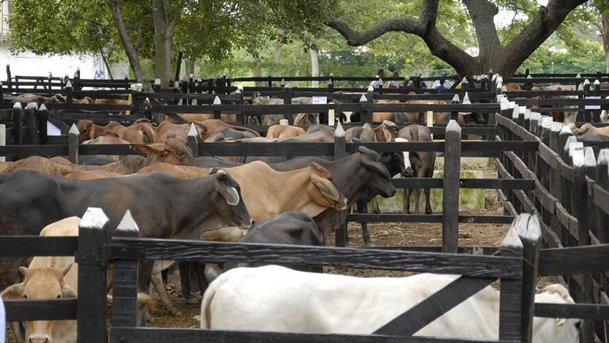ICA analiza muestras de ganado en varios municipios de Norte de Santander. Foto: Colprensa
