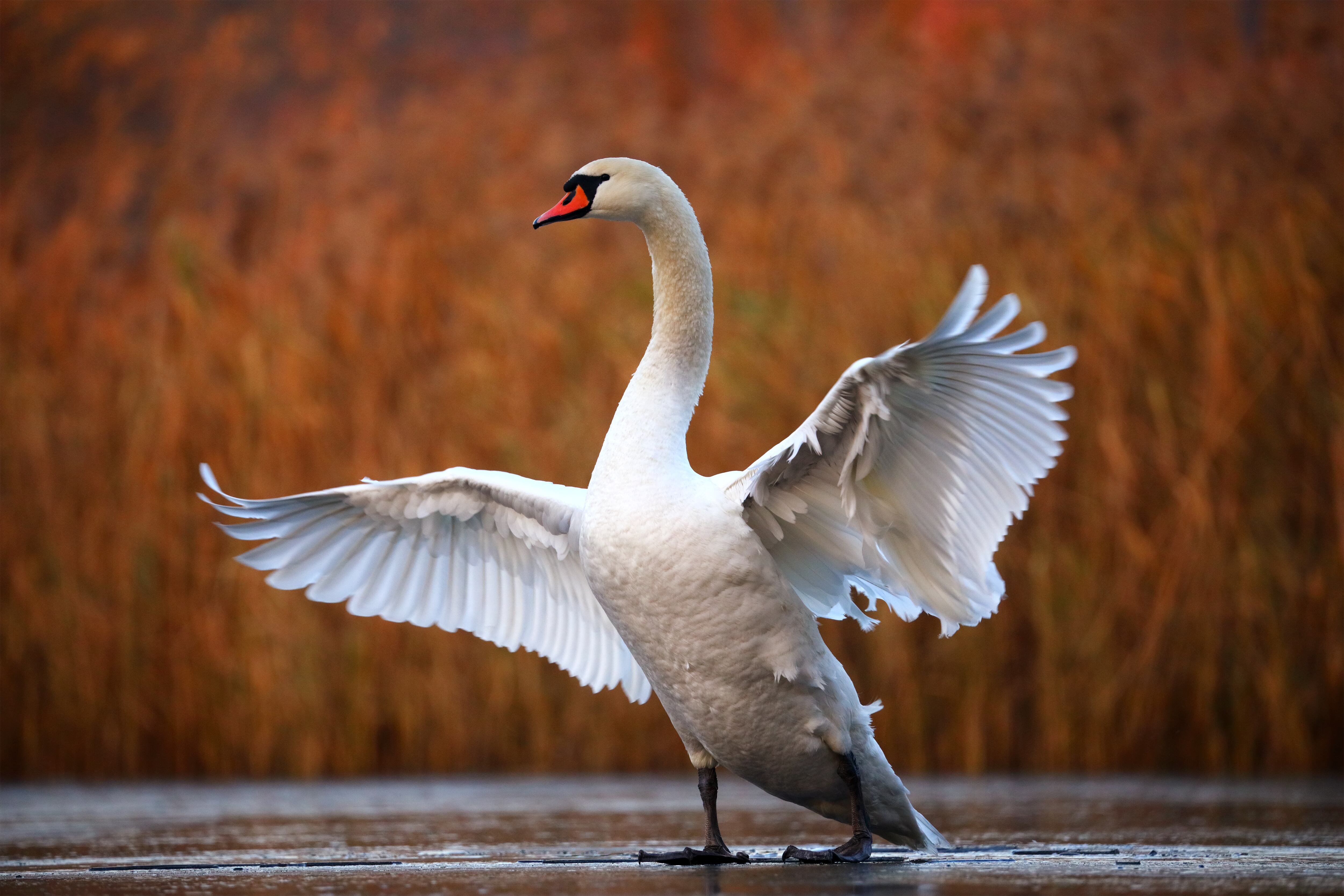 Cisne -Getty Images