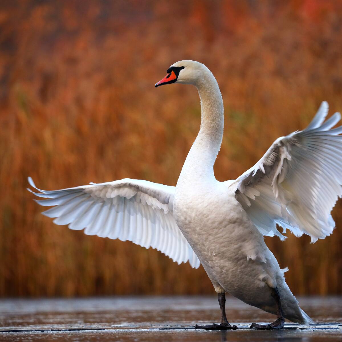 Video: Cisnes adictos a las amapolas y otras especies que se drogan en el reino animal