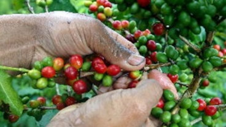 En 10 departamentos transcurre con normalidad la marcha por la dignidad cafetera