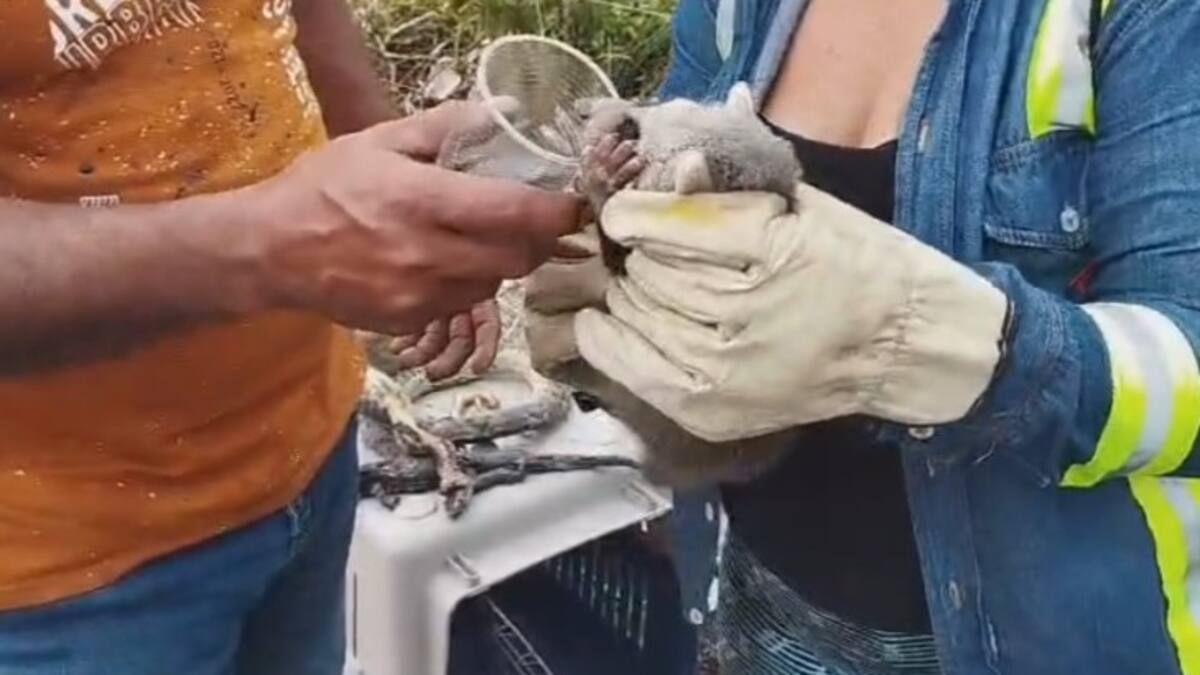 Fuertes imágenes de animales que murieron en incendio forestal de Puerto Wilches