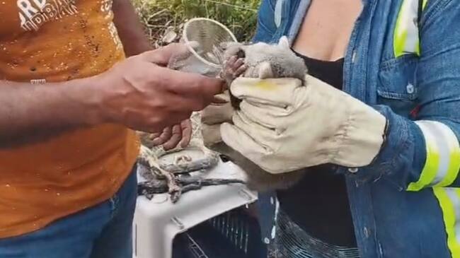 Fauna y flora calcinadas en incedio forestal en Puerto Wilches.