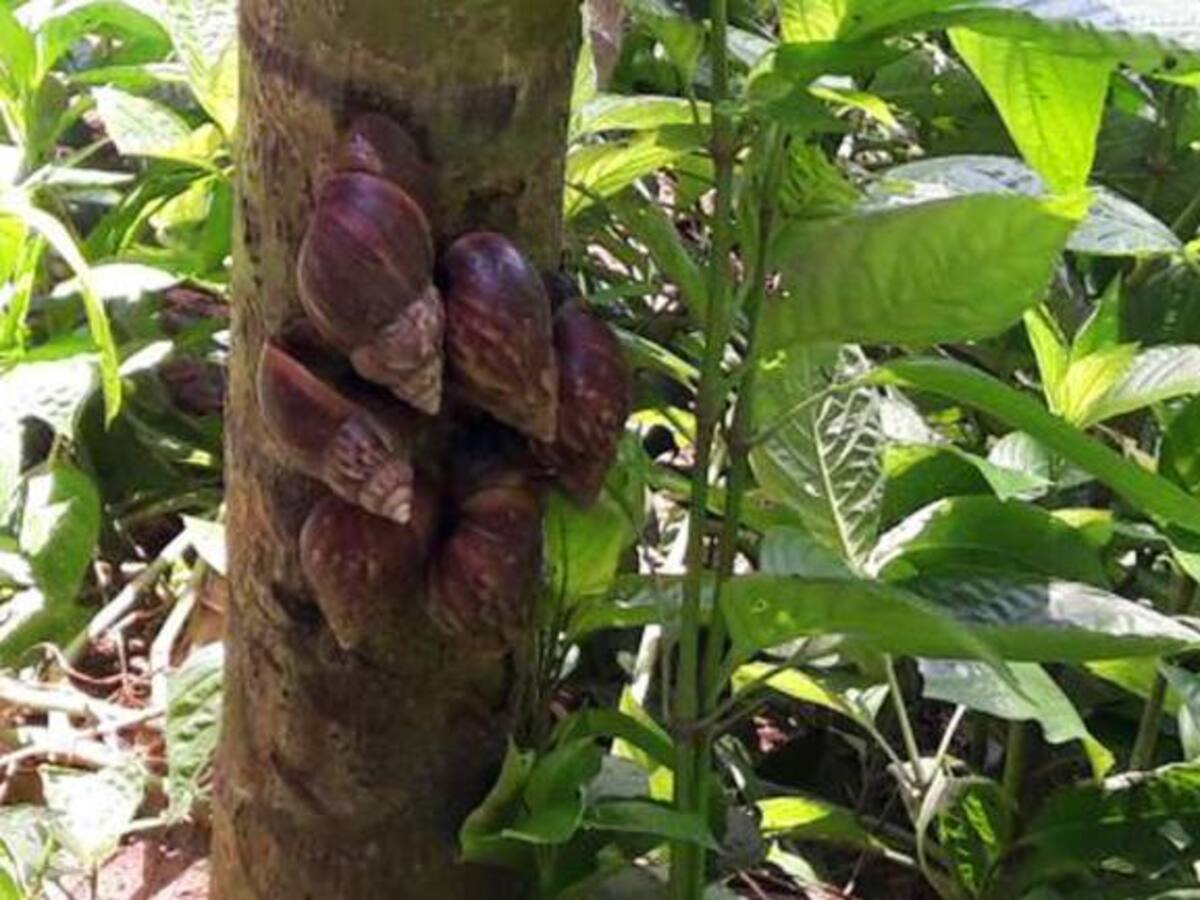Alerta en el Atlántico por masiva presencia del caracol africano