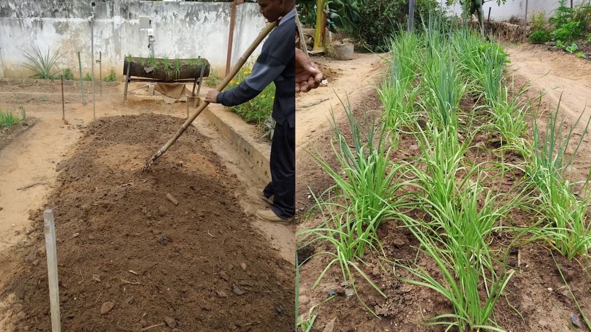 Consejos para iniciar un proyecto de agricultura urbana