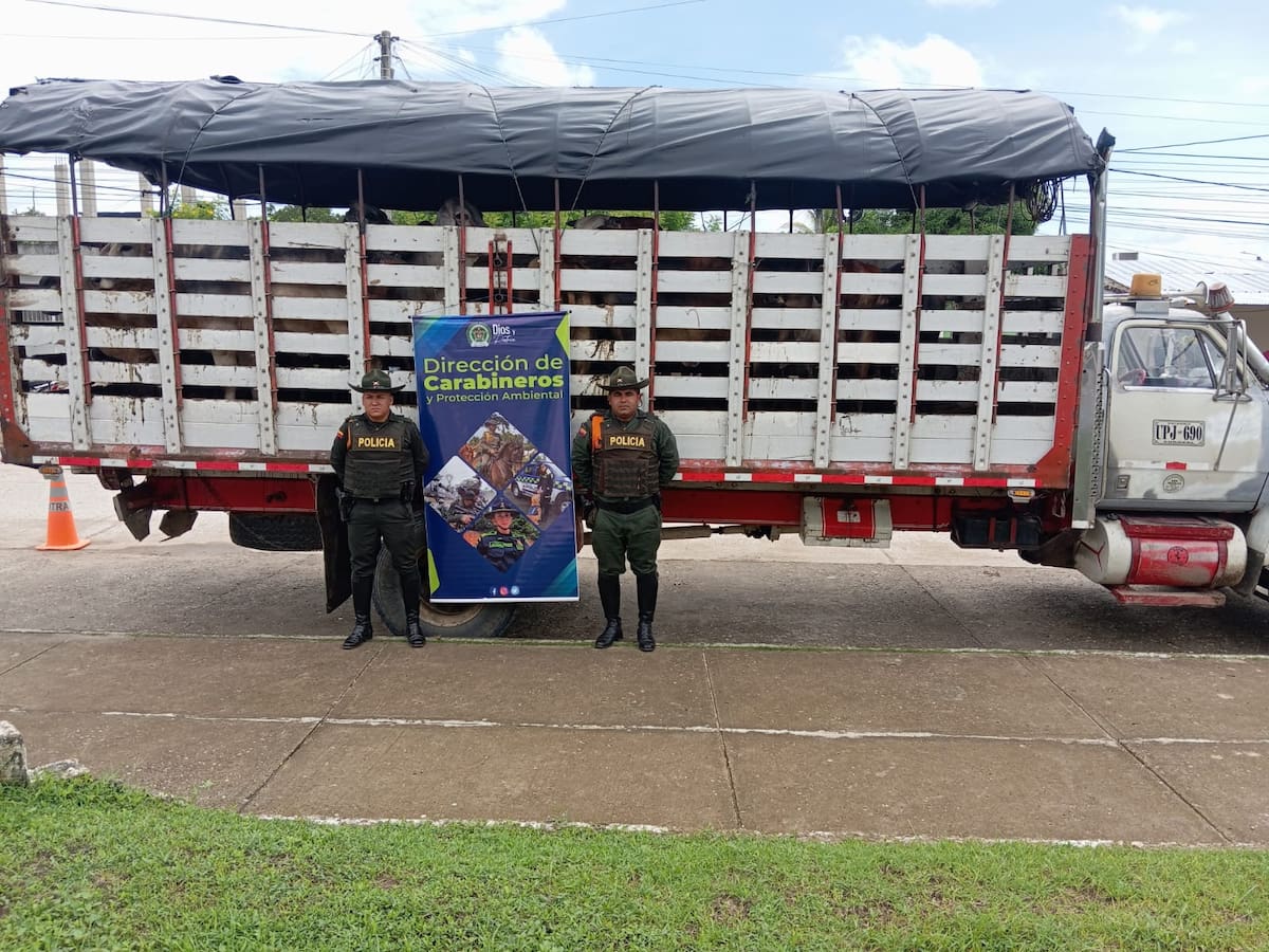 En Bolívar incautaron 14 semovientes por irregularidades en la documentación