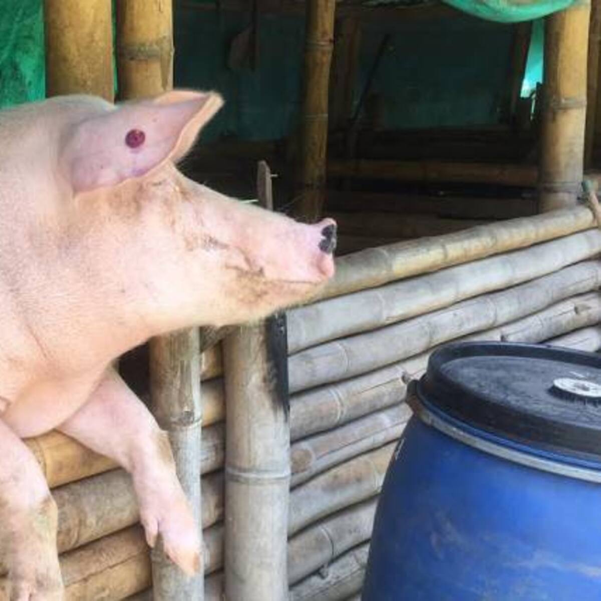 Matar marrano en la calle no sólo está prohibido sino que es riesgoso