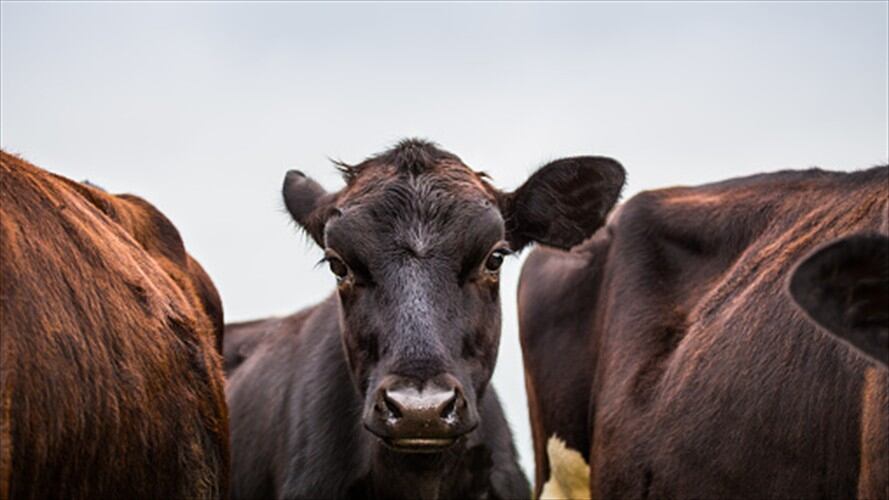 Según el Ministerio de Agricultura, Colombia mantiene estatus libre de aftosa. Foto: Getty Images