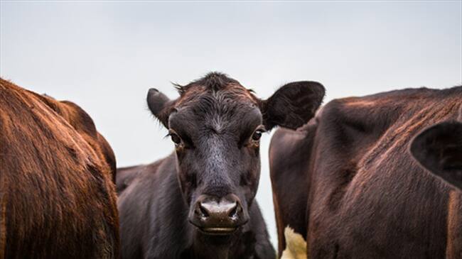 Según el Ministerio de Agricultura, Colombia mantiene estatus libre de aftosa. Foto: Getty Images