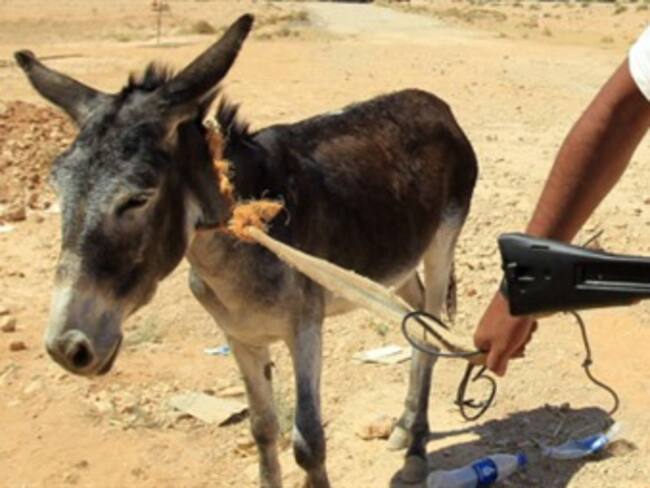 Farc torturan a campesino por negarse a ubicar 'burro bomba' en Cauca: Ejército