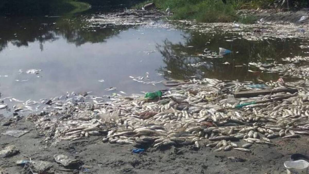 Investigan mortandad de peces en desembocadura del río Manzanares