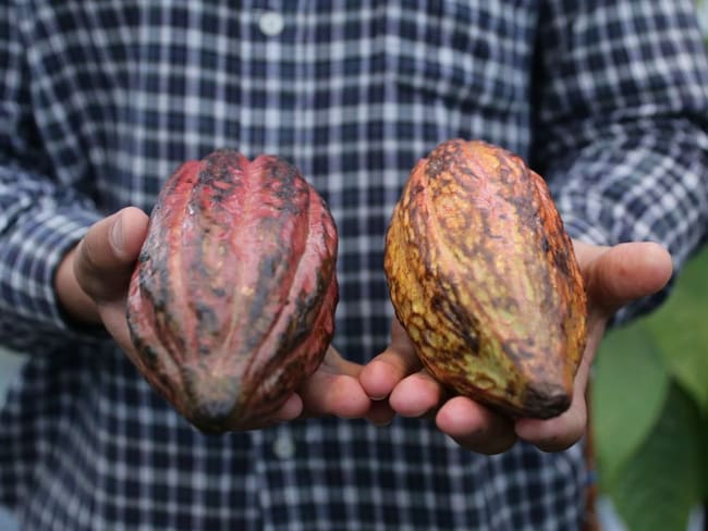 Exportaciones de cacao suben a US$78,7 millones y llegan a más de 40 países
