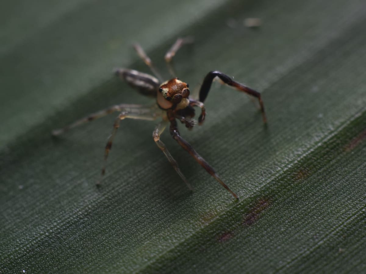 Científicos de la Universidad de Córdoba descubren especie de araña saltarina única en el mundo