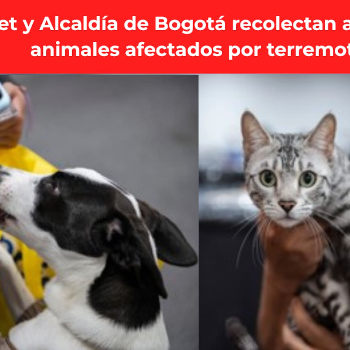 Expopet y Alcaldía de Bogotá recolectan ayudas para animales afectados por terremoto: ¿cómo ayudar?