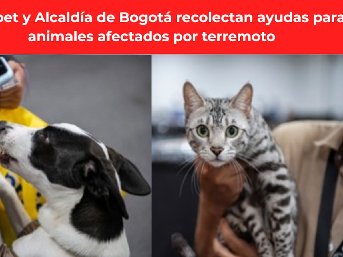 Expopet y Alcaldía de Bogotá recolectan ayudas para animales afectados por terremoto: ¿cómo ayudar?