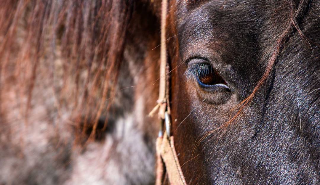 caballo photo by Nickype/Pixabay /Imagen de Referencia