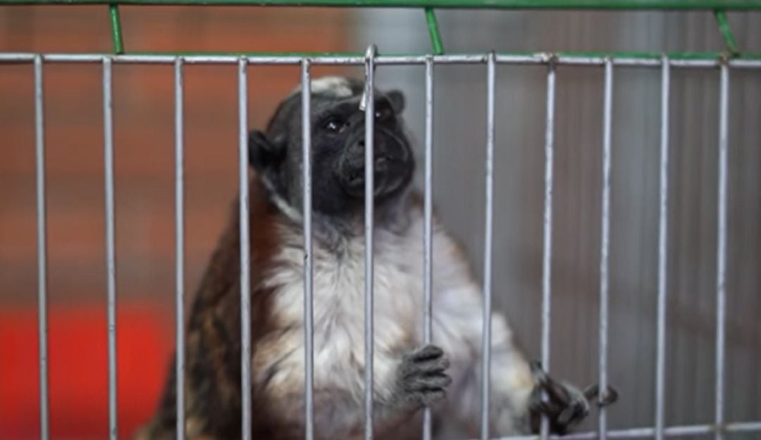 Titi cabeciblanco especie catalogada por la Unión Internacional para la Conservación de la Naturaleza en Peligro Crítico de extinción. 