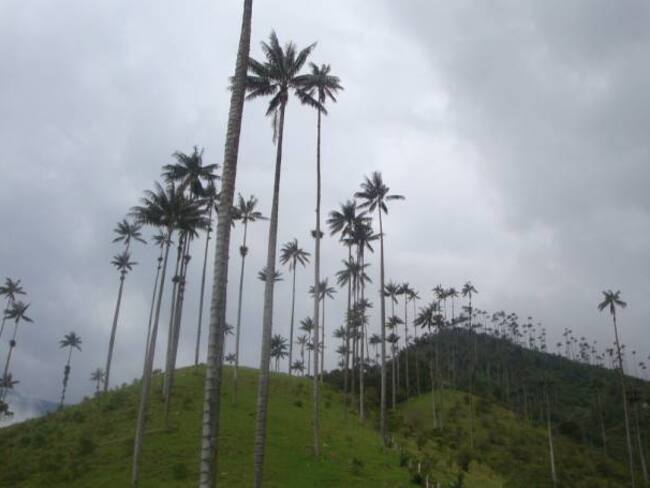 Polémica por la siembra de 23.000 palmas de cera en el Quindío