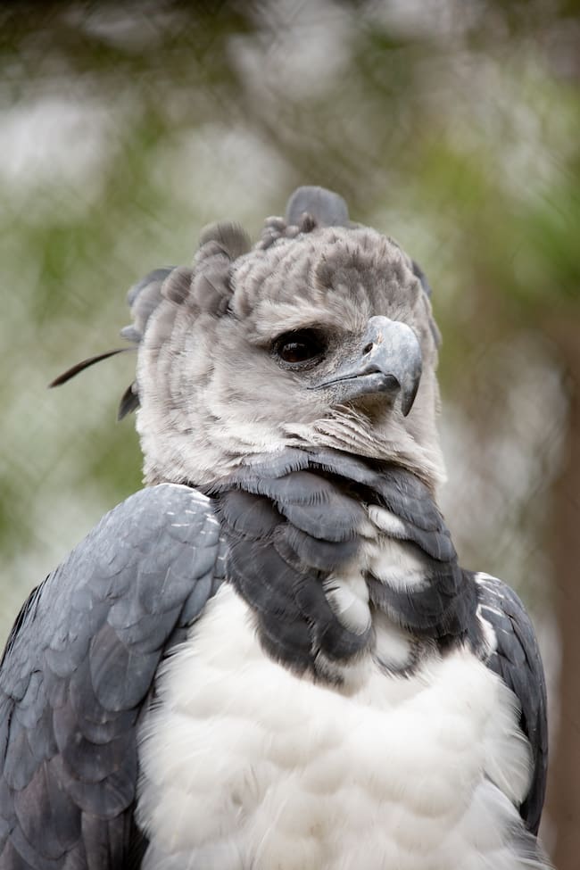 Águila Arpía. Foto: Getty Images.