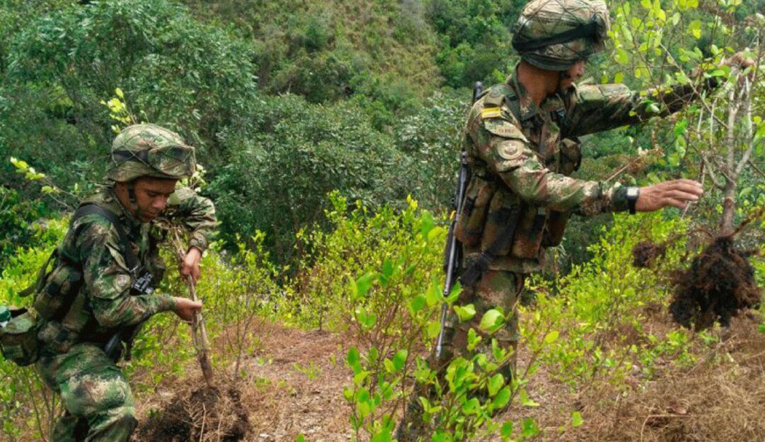 4.500 hectáreas erradicadas de cultivos ilícitos en el sur del país.