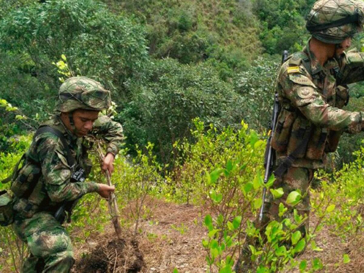 4.500 hectáreas erradicadas de cultivos ilícitos en el sur del país