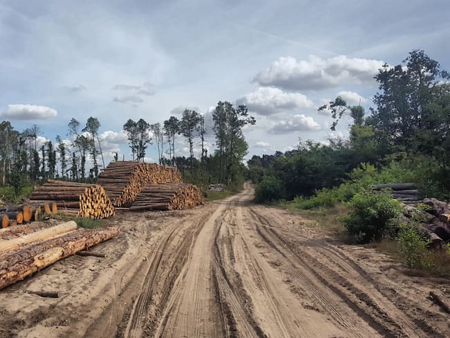 Colombia redujo en 19% la deforestación