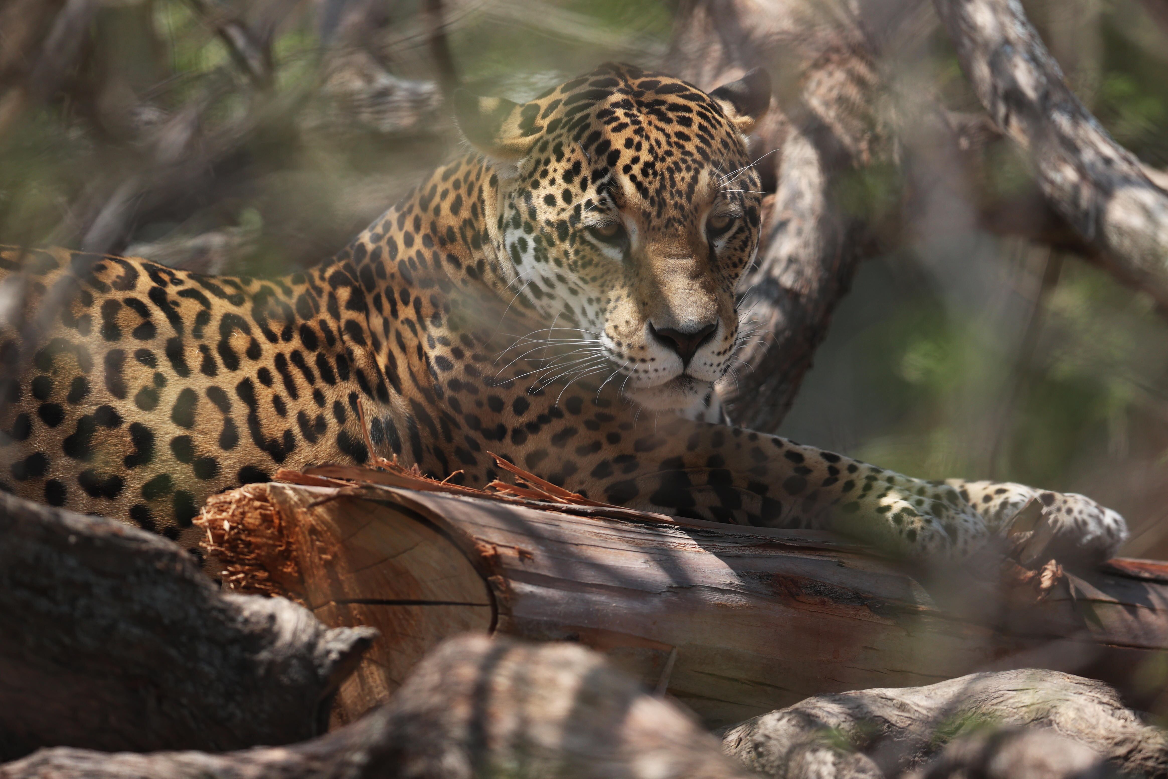 Imagen de referencia de un jaguar EFE/ Luis Gandarillas