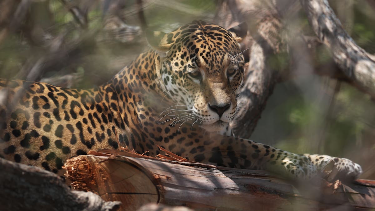 ¿Dónde vive el jaguar en Colombia? Es el felino más grande de América