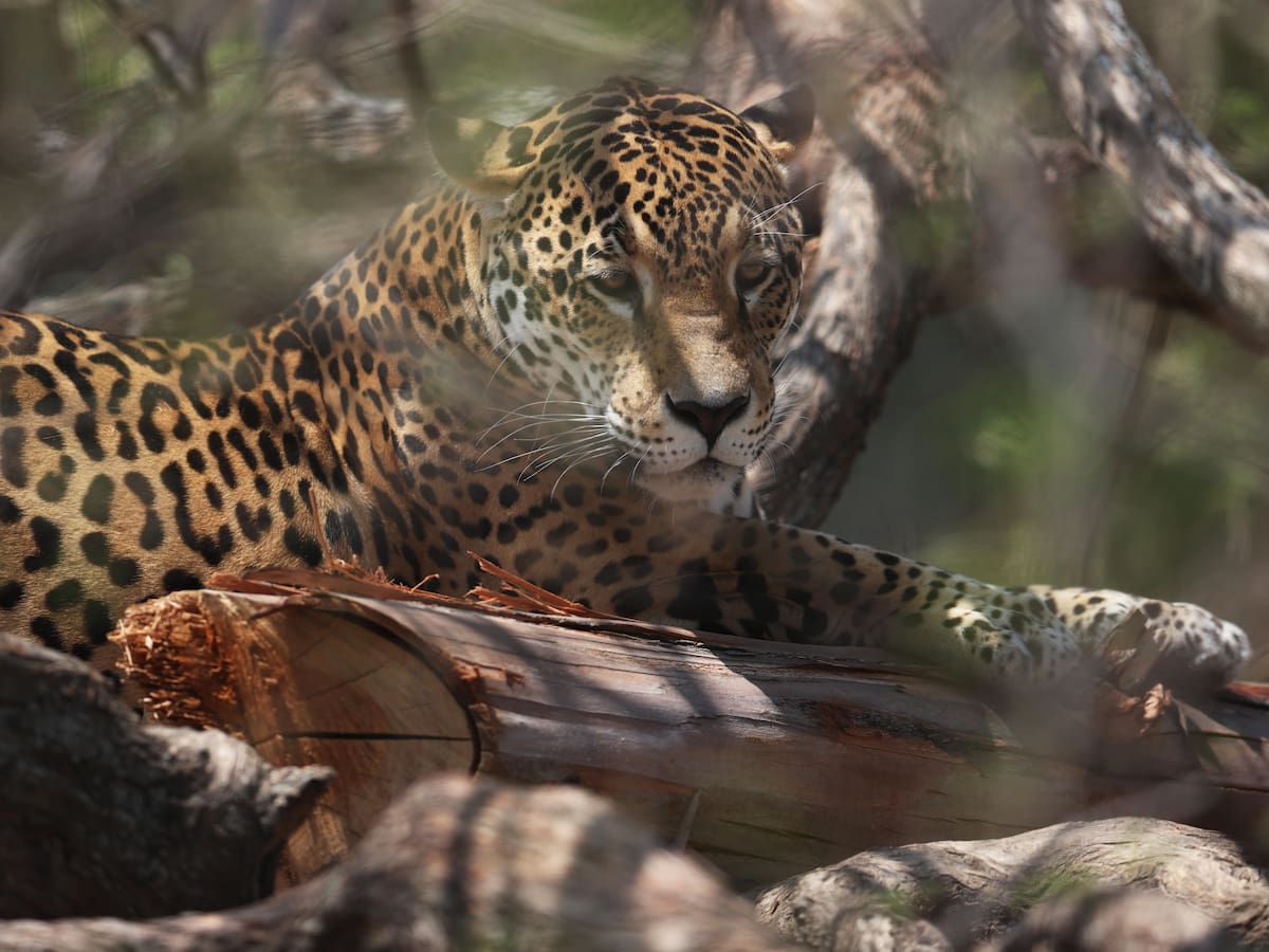 Promueven campaña ‘adopta un jaguar’ en el Magdalena Medio, ¿por qué?