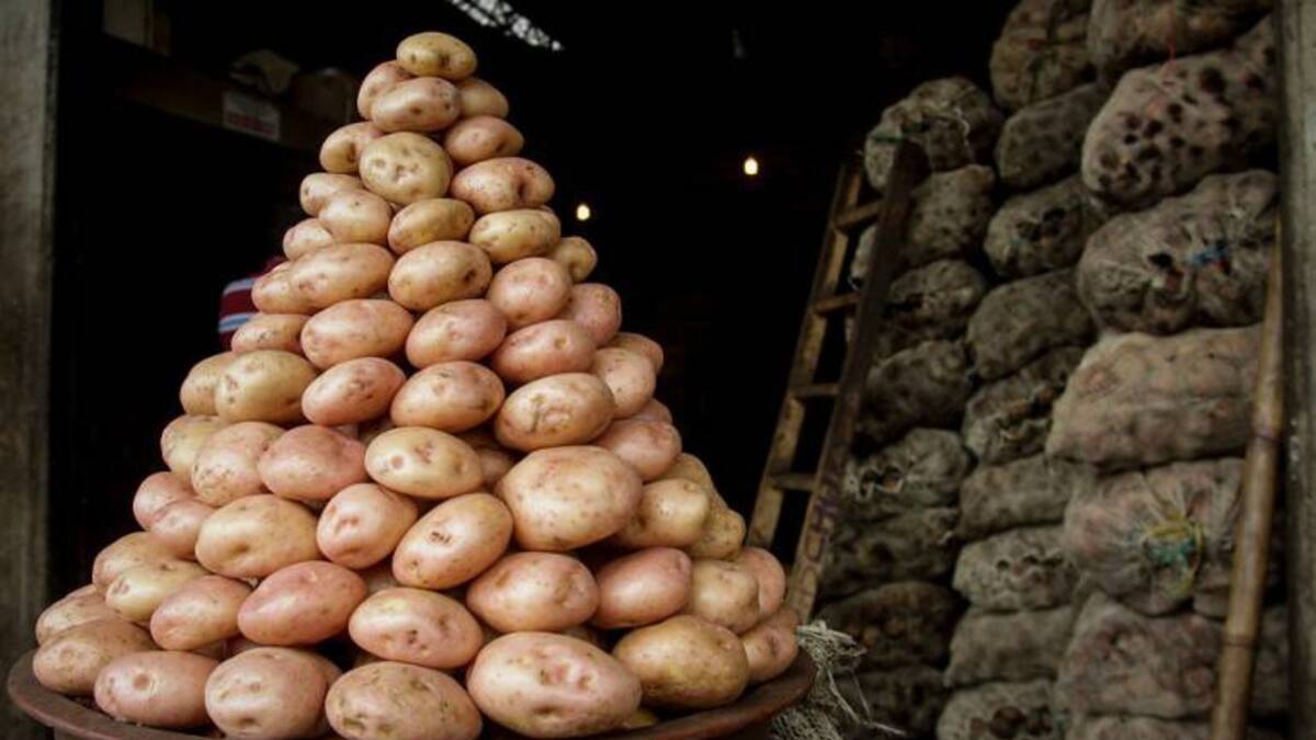 Nos están invadiendo de papa importada