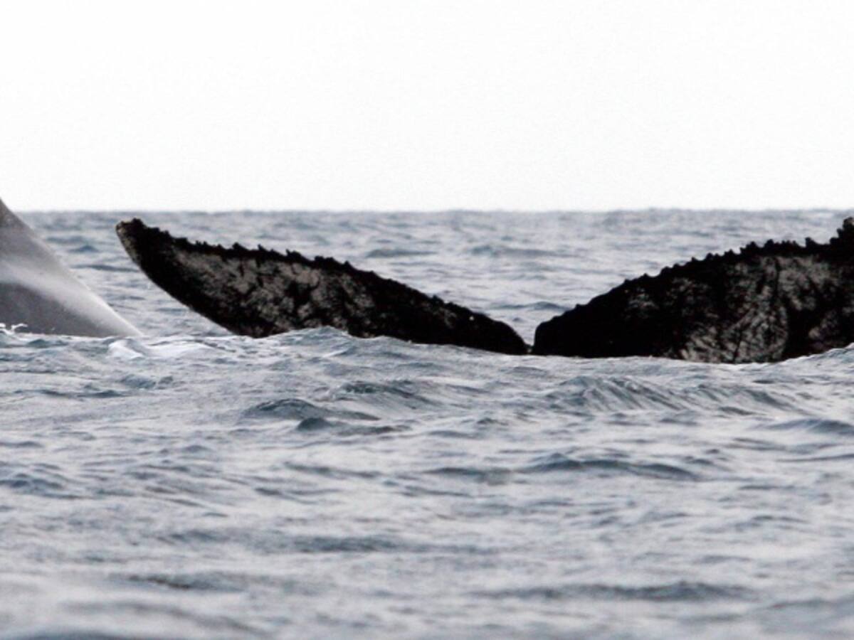 Se inicia expedición científica Seaflower 2016 “isla cayo serrana”